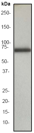 Western blot - alpha 1 Fetoprotein antibody [EP1017Y] (ab45147)