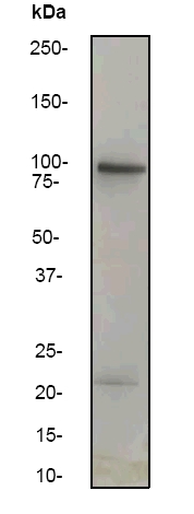 Western blot - MAG antibody [EP971Y] (ab46803)
