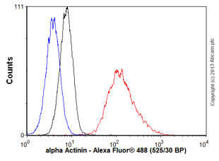 Flow Cytometry - Anti-alpha Actinin antibody [EP2527Y] (ab68194)