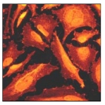 Immunocytochemistry/ Immunofluorescence - AMPK beta 1 (phospho S181) antibody [EP2181Y] (ab68206)