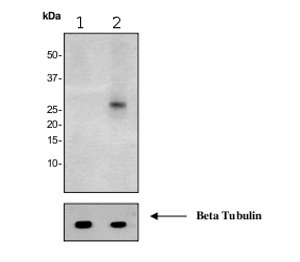 Western blot - FADD (phospho S194) antibody [EPR1816Y] (ab68475)