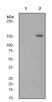 Western blot - Phospholipase C gamma 1 (phospho Y783) antibody [EP1898Y] (ab76031)