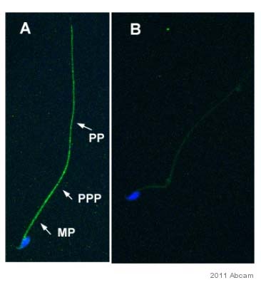 Immunocytochemistry/ Immunofluorescence - Anti-nNOS (neuronal) antibody [EP1855Y] (ab76067)