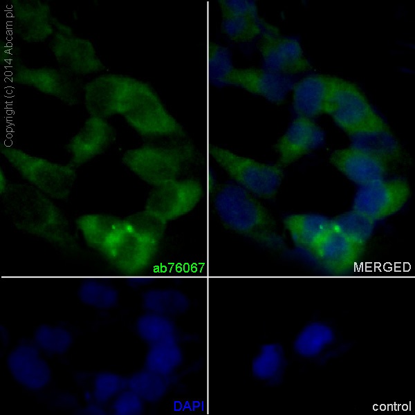 Immunocytochemistry/ Immunofluorescence - Anti-nNOS (neuronal) antibody [EP1855Y] (ab76067)