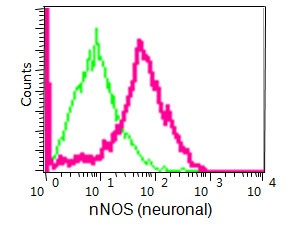 Flow Cytometry - Anti-nNOS (neuronal) antibody [EP1855Y] (ab76067)