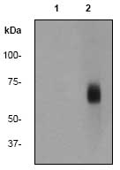 Western blot - Paxillin (phospho Y181) antibody [EP41(2)Y] (ab76235)