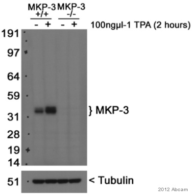 Western blot - Anti-DUSP6 antibody [EPR129Y] (ab76310)