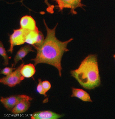 Immunocytochemistry/ Immunofluorescence - DUSP6 antibody [EPR129Y] (ab76310)