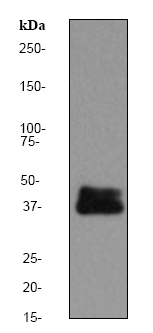 Western blot - DUSP6 antibody [EPR129Y] (ab76310)