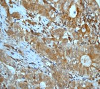 Immunohistochemistry (Formalin/PFA-fixed paraffin-embedded sections) - DUSP6 antibody [EPR129Y] (ab76310)