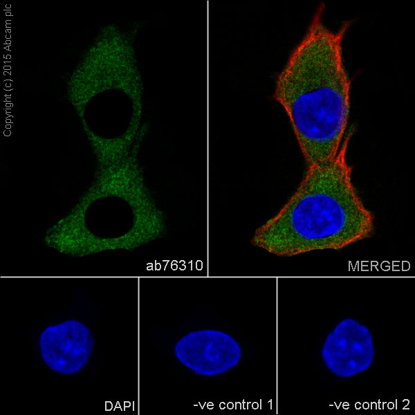 Immunocytochemistry/ Immunofluorescence - Anti-DUSP6 antibody [EPR129Y] (ab76310)