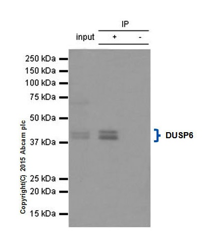 Immunoprecipitation - Anti-DUSP6 antibody [EPR129Y] (ab76310)