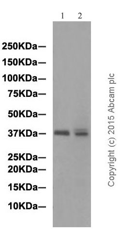 Western blot - Anti-DUSP6 antibody [EPR129Y] (ab76310)