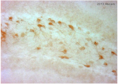 Immunohistochemistry (PFA perfusion fixed frozen sections) - Anti-DUSP6 antibody [EPR129Y] (ab76310)