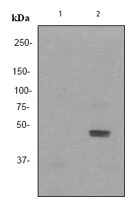 Western blot - JNK1+JNK2+JNK3 (phospho Y185 + Y185 + Y223) antibody [EP1597Y] (ab76572)