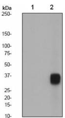 Western blot - Nucleophosmin (phospho Y199) antibody [EP1857Y] (ab81551)