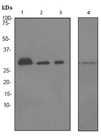 Western blot - 14-3-3 epsilon antibody [EPR3918] (ab92311)