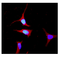 Immunocytochemistry/ Immunofluorescence - 14-3-3 epsilon antibody [EPR3918] (ab92311)