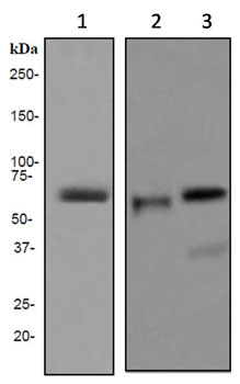 Western blot - Anti-HNF-4-alpha antibody [EPR3648] (ab92378)