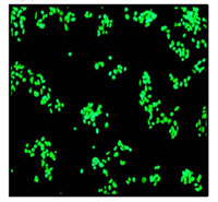 Immunocytochemistry/ Immunofluorescence - Anti-HNF-4-alpha antibody [EPR3648] (ab92378)