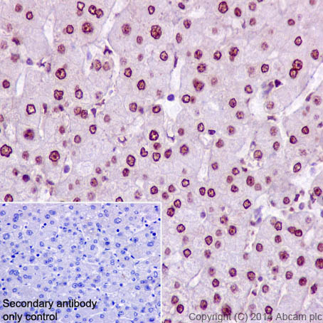 Immunohistochemistry (Formalin/PFA-fixed paraffin-embedded sections) - Anti-HNF-4-alpha antibody [EPR3648] (ab92378)