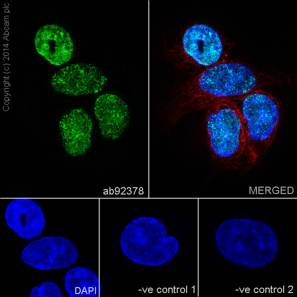 Immunocytochemistry/ Immunofluorescence - Anti-HNF-4-alpha antibody [EPR3648] (ab92378)