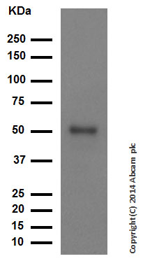 Western blot - Anti-HNF-4-alpha antibody [EPR3648] (ab92378)