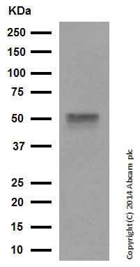 Western blot - Anti-HNF-4-alpha antibody [EPR3648] (ab92378)