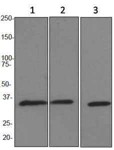 Western blot - APE1 antibody [EPR4022] (ab92744)