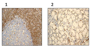 Immunohistochemistry (Formalin/PFA-fixed paraffin-embedded sections) - APE1 antibody [EPR4022] (ab92744)