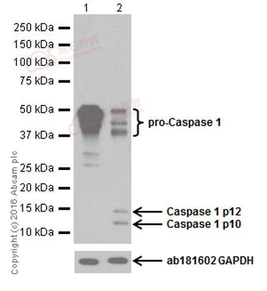 abcam ab179515 anti-pro caspase1   p10   p12 antibody [epr16883]