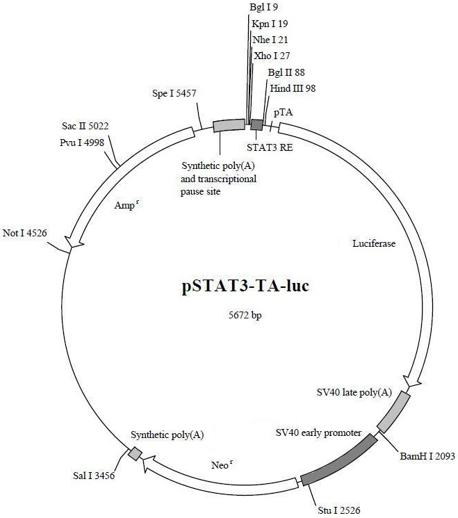 pstat3-ta-luc (基因质粒) 1μg