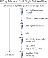 REPLI-g Advanced DNA Single Cell workflow.