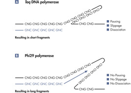 Unbiased amplification with Phi 29 polymerase.