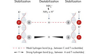 PCR buffer.