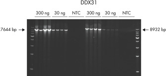 Amplification of long PCR fragments.