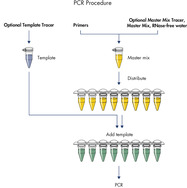 PCR procedure.