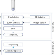 Protocol overview of the QIAseq miRNA Library QC PCR procedure.