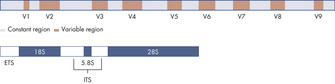 Structure of the bacterial 16S rRNA gene (top) and the fungal ITS region (bottom).