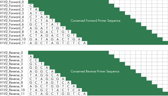 Structure of phased primers used in QIAseq 16S/ITS Panels.