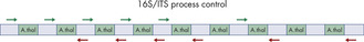 Structure of the QIAseq 16S/ITS Smart Control DNA.