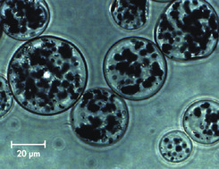 Ni-NTA Magnetic Agarose Beads的显微照片。