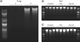 Figure 2: Improved, high-quality DNA yields with the new DNeasy PowerSoil Pro Kit.