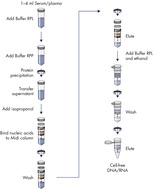 QIAamp ccfDNA/RNA Kit procedure.