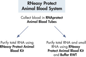 RNeasy Protect Animal Blood实验流程。