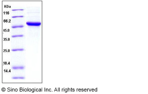 Human IFN omega Protein 8708