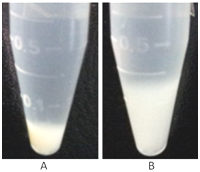 1cell lysate