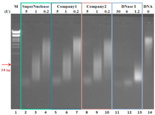 9DNA digestion