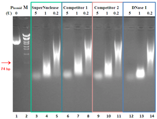 9DNA digestion S