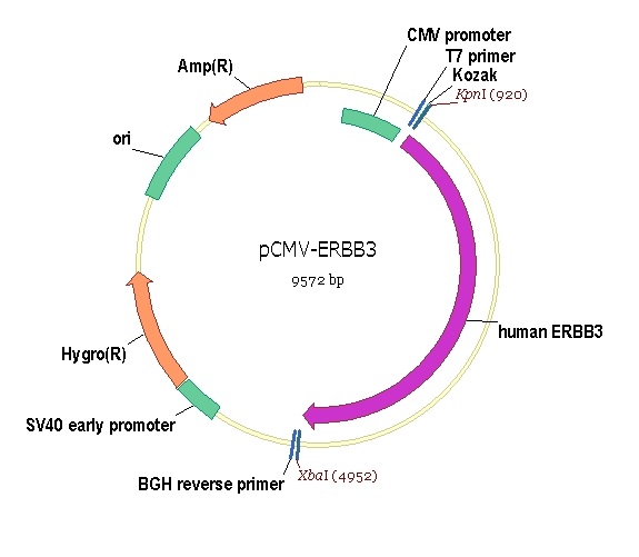 HER3/ERBB3 cDNA ORF Clone, Human, untagged 炼石商城